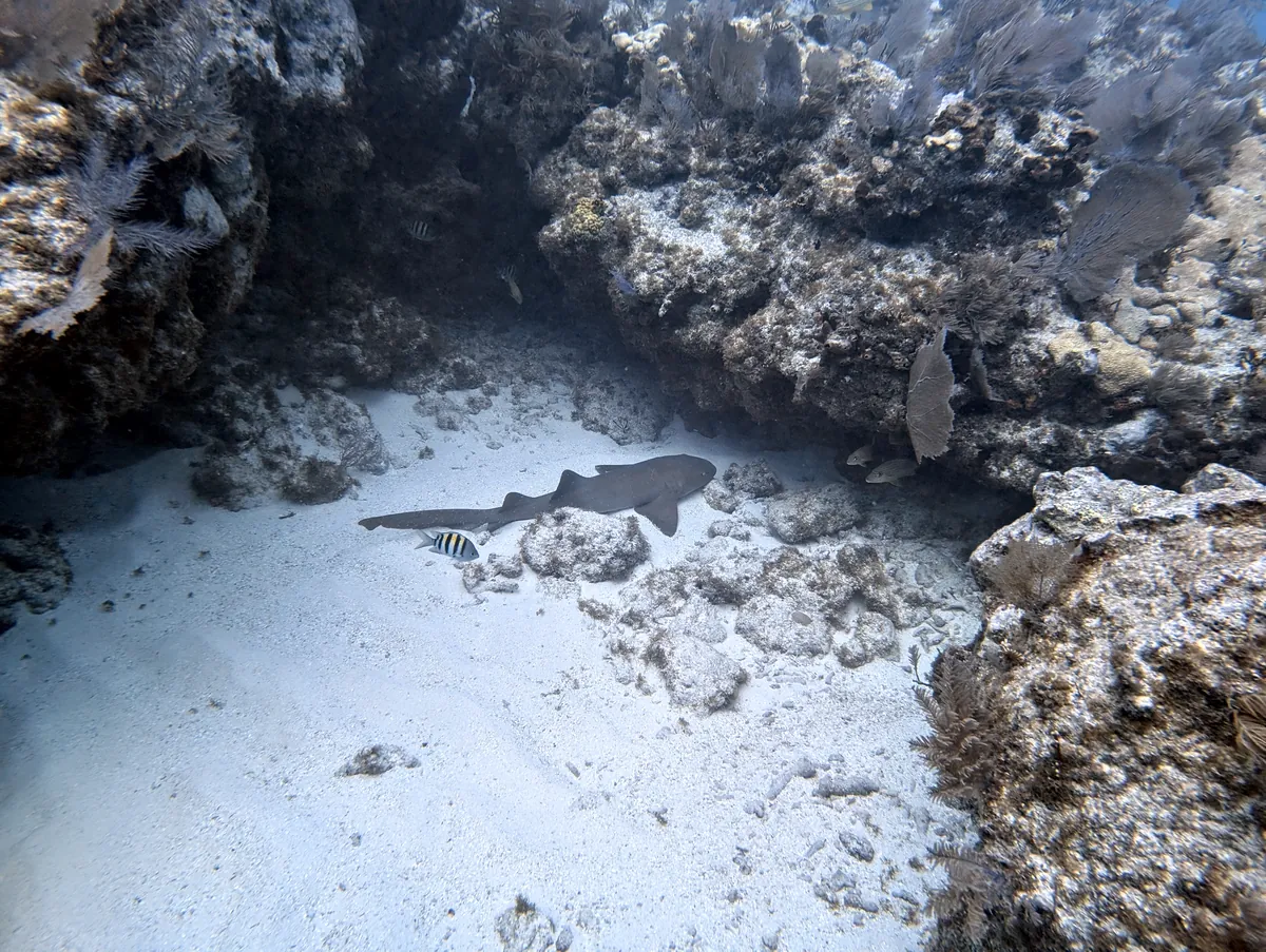 Nurse Shark