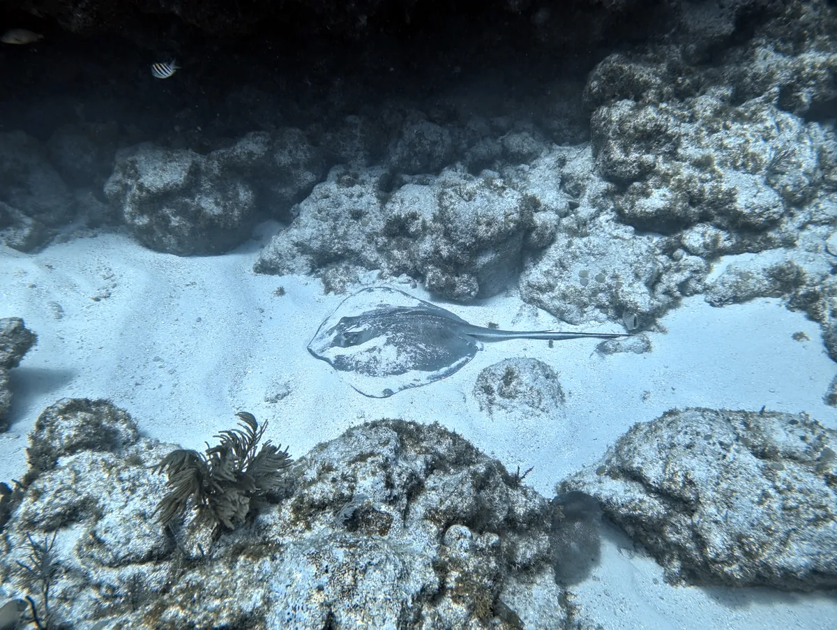 Southern Stingray