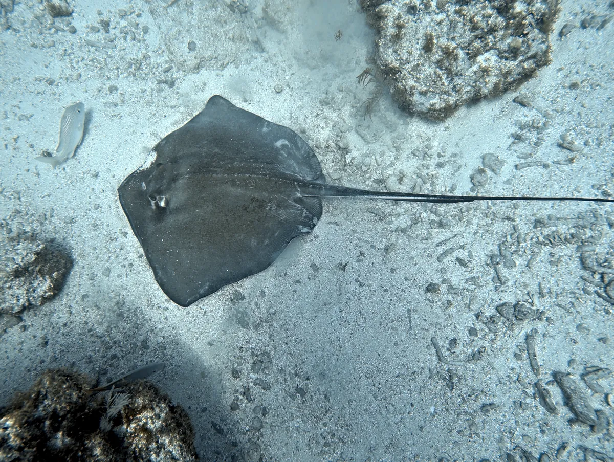 Southern Stingray