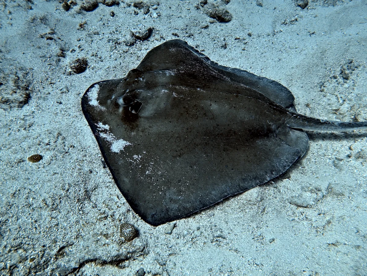 Southern Stingray