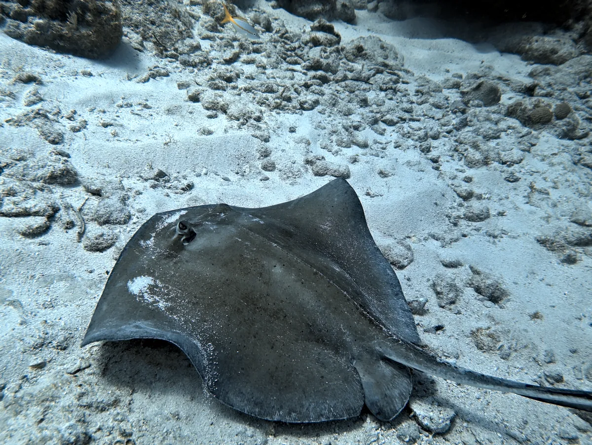 Southern Stingray