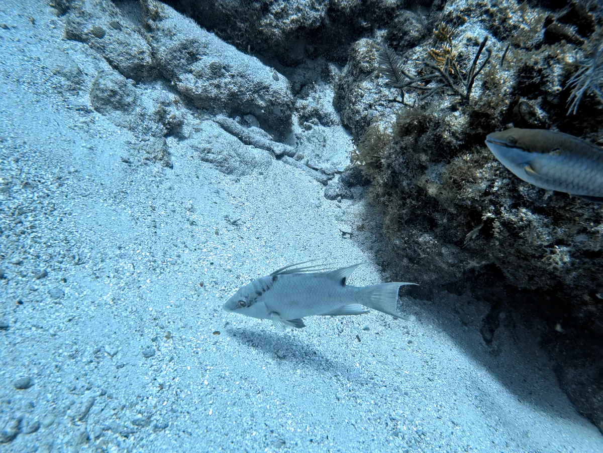 Hogfish