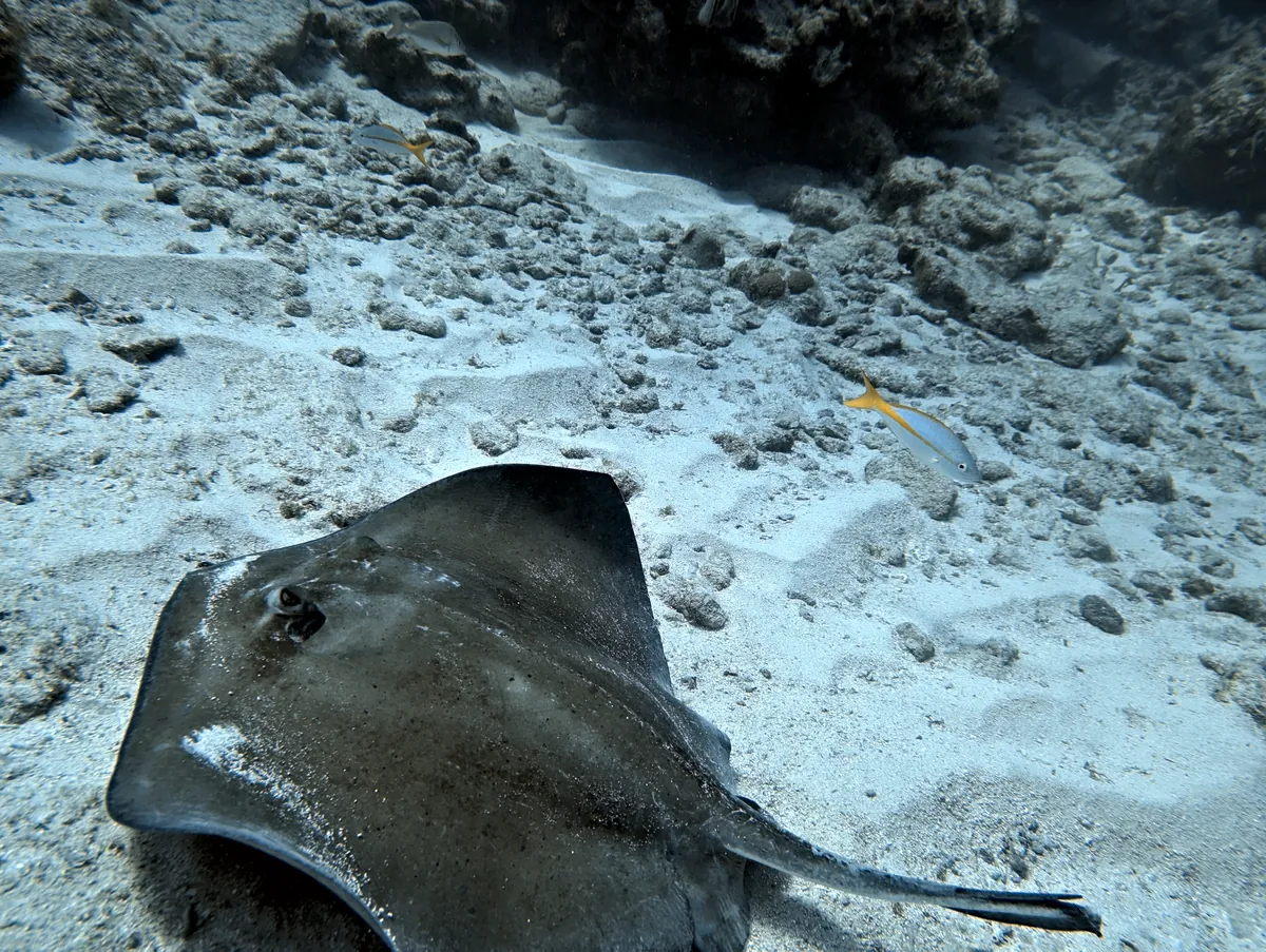 Southern Stingray