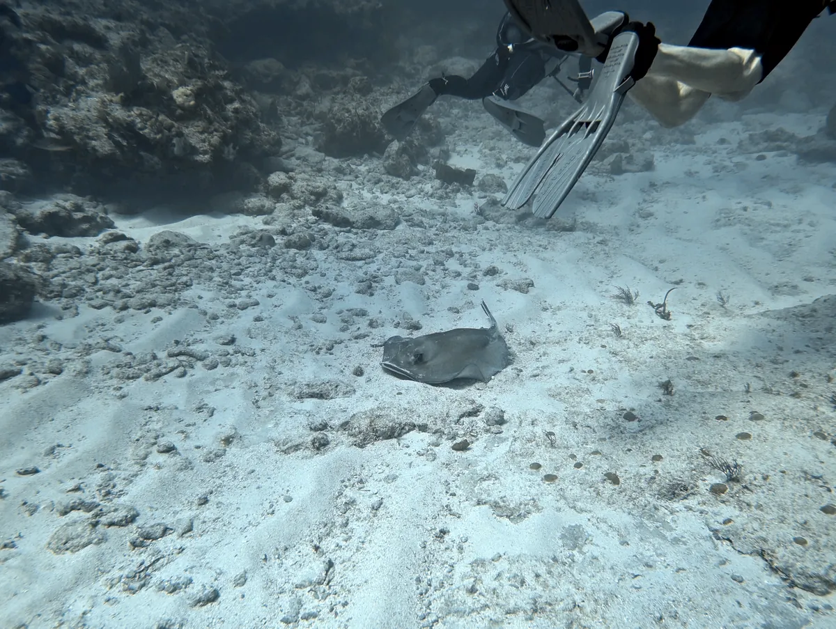 Southern Stingray