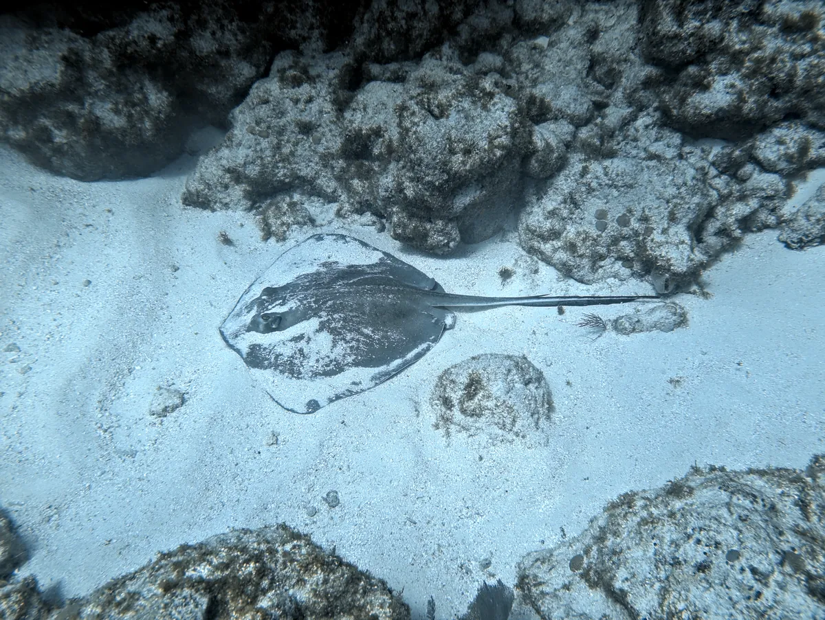 Southern Stingray