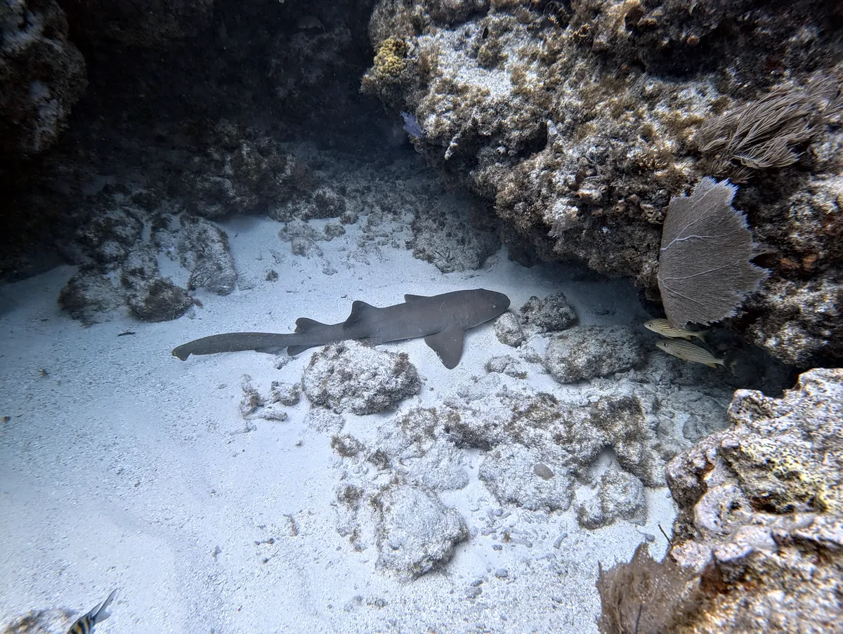 Nurse Shark