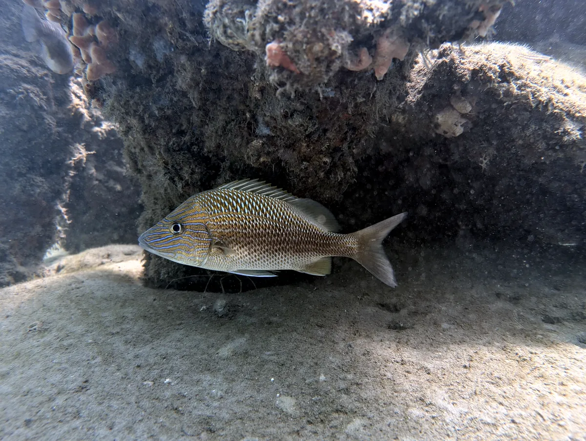 White Grunt