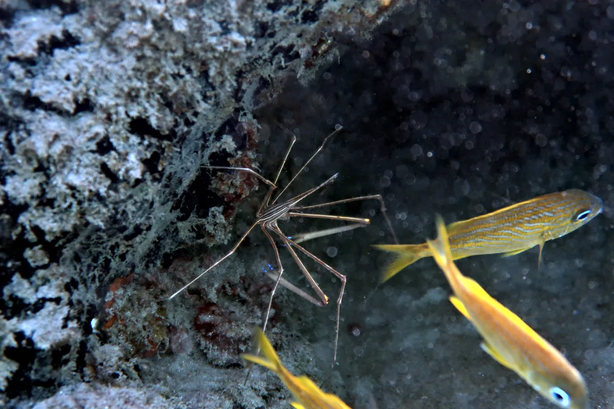 Yellowline Arrow Crab
