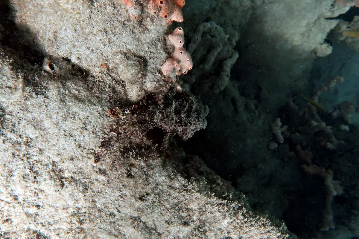 Spotted Scorpionfish