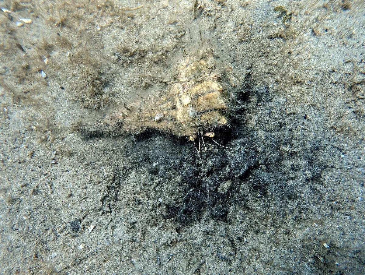 Giant Hermit Crab