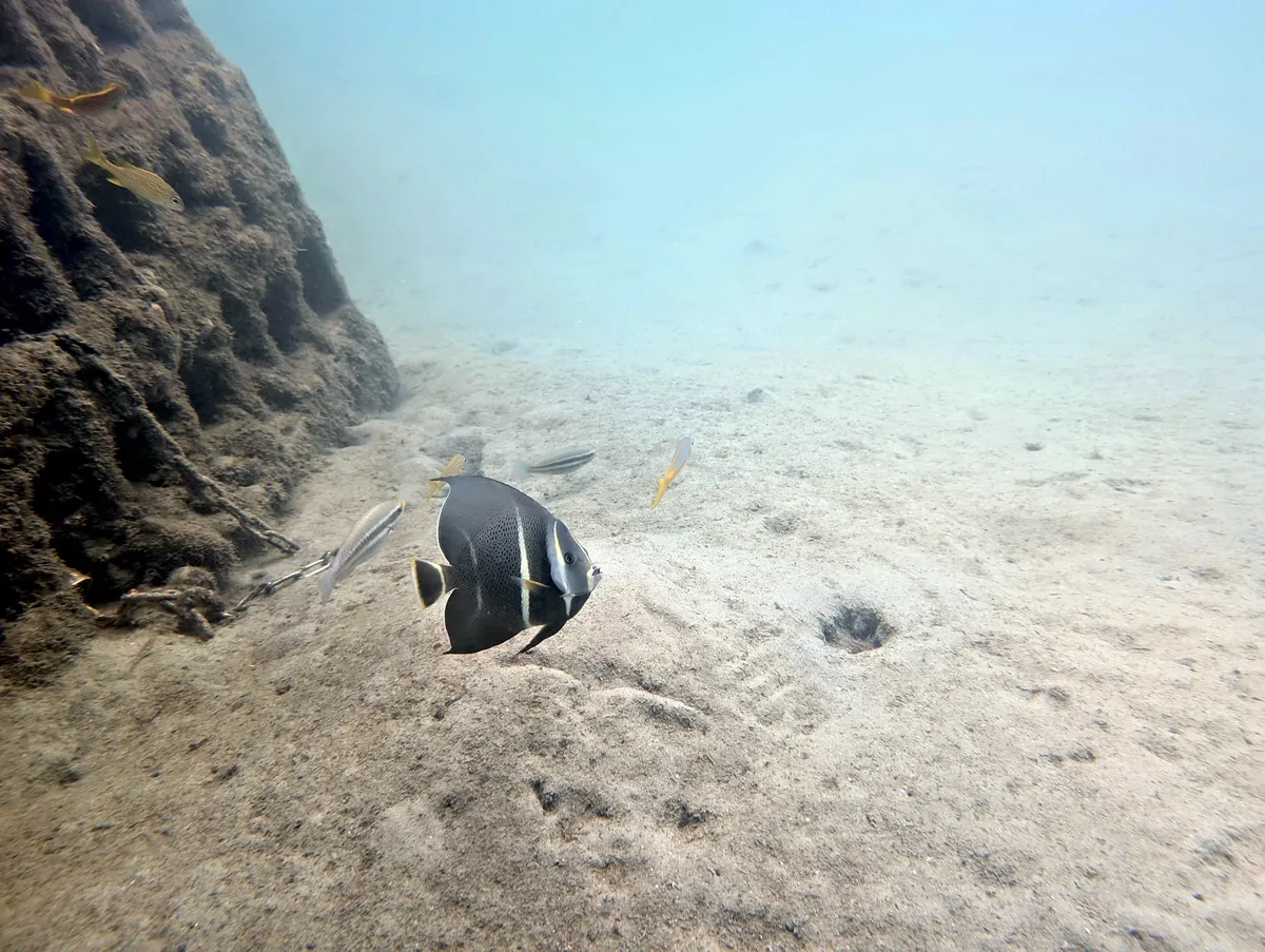 Gray Angelfish