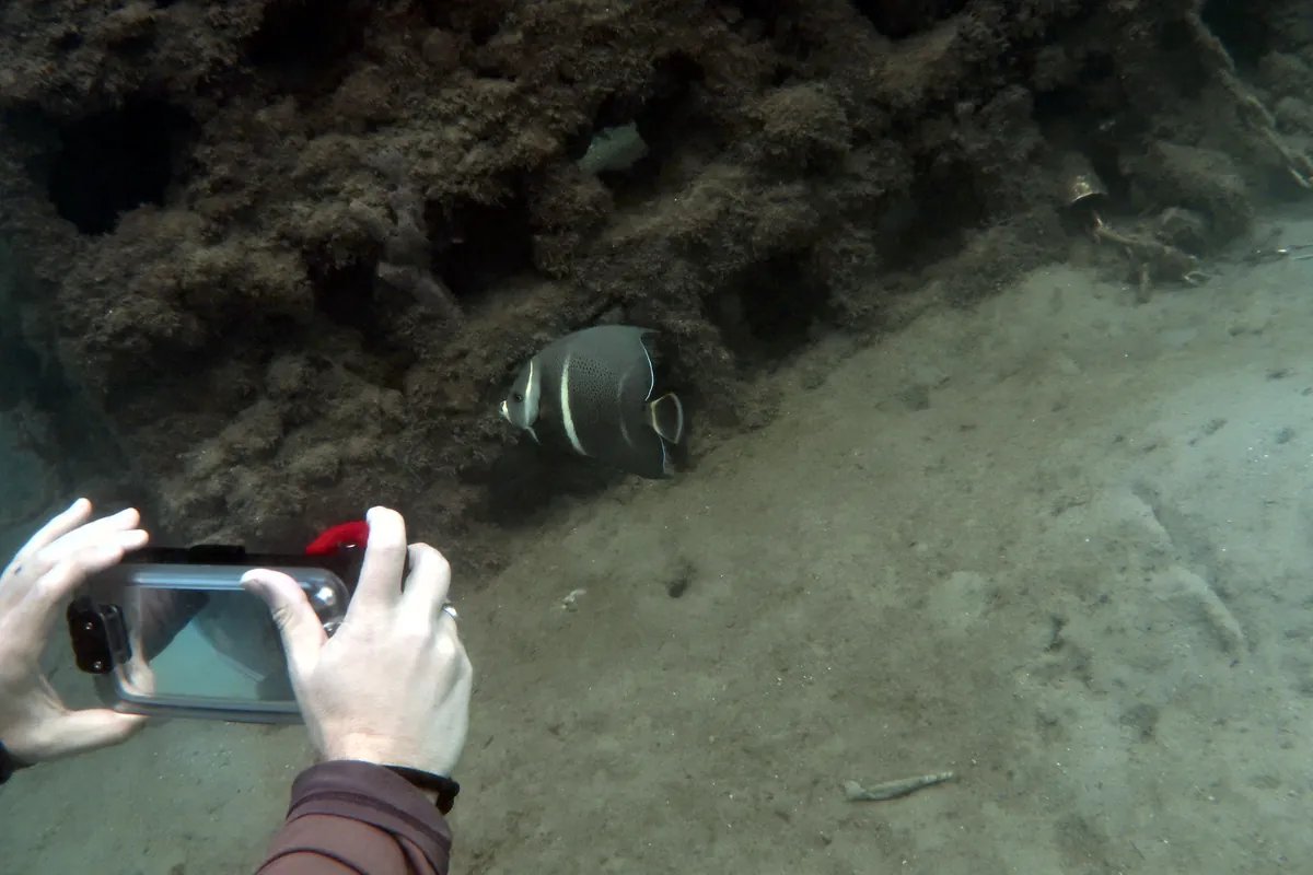 Gray Angelfish