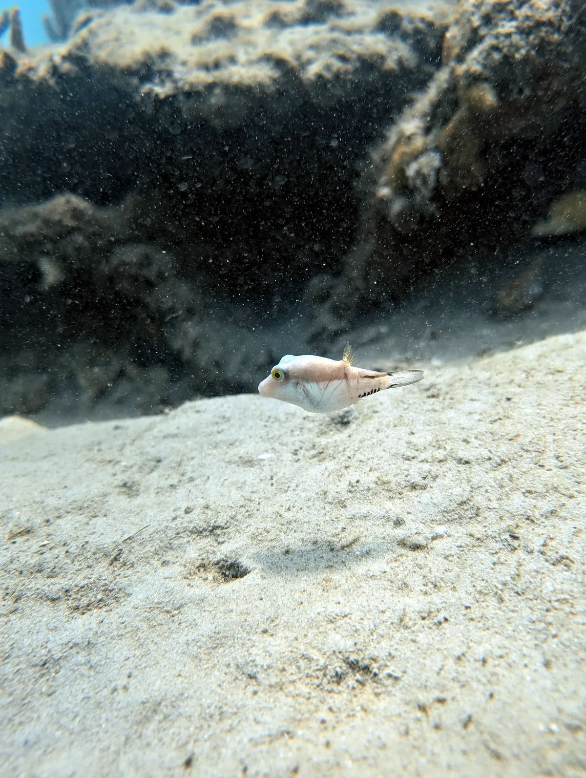 Sharpnose Puffer