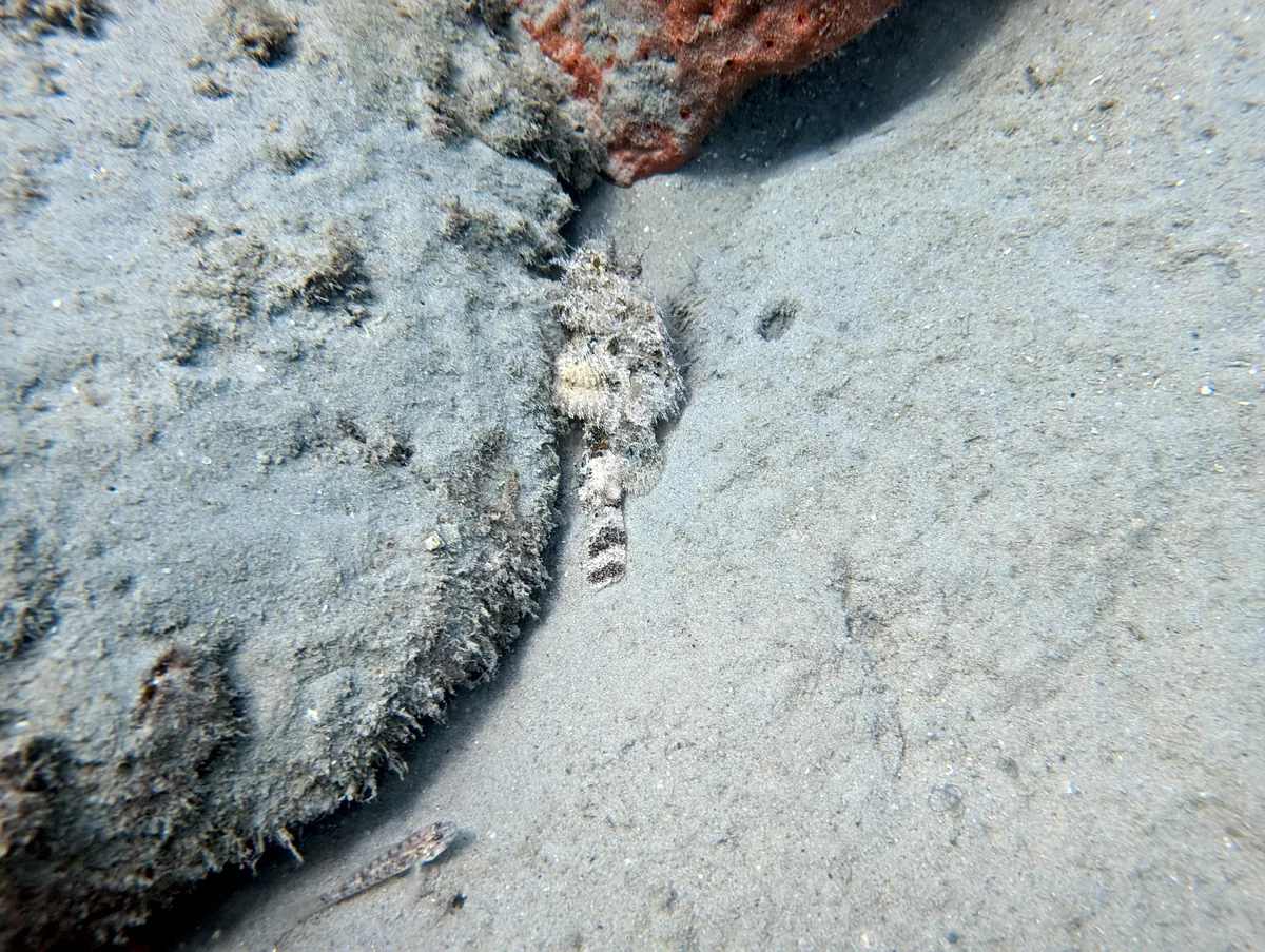 Spotted Scorpionfish