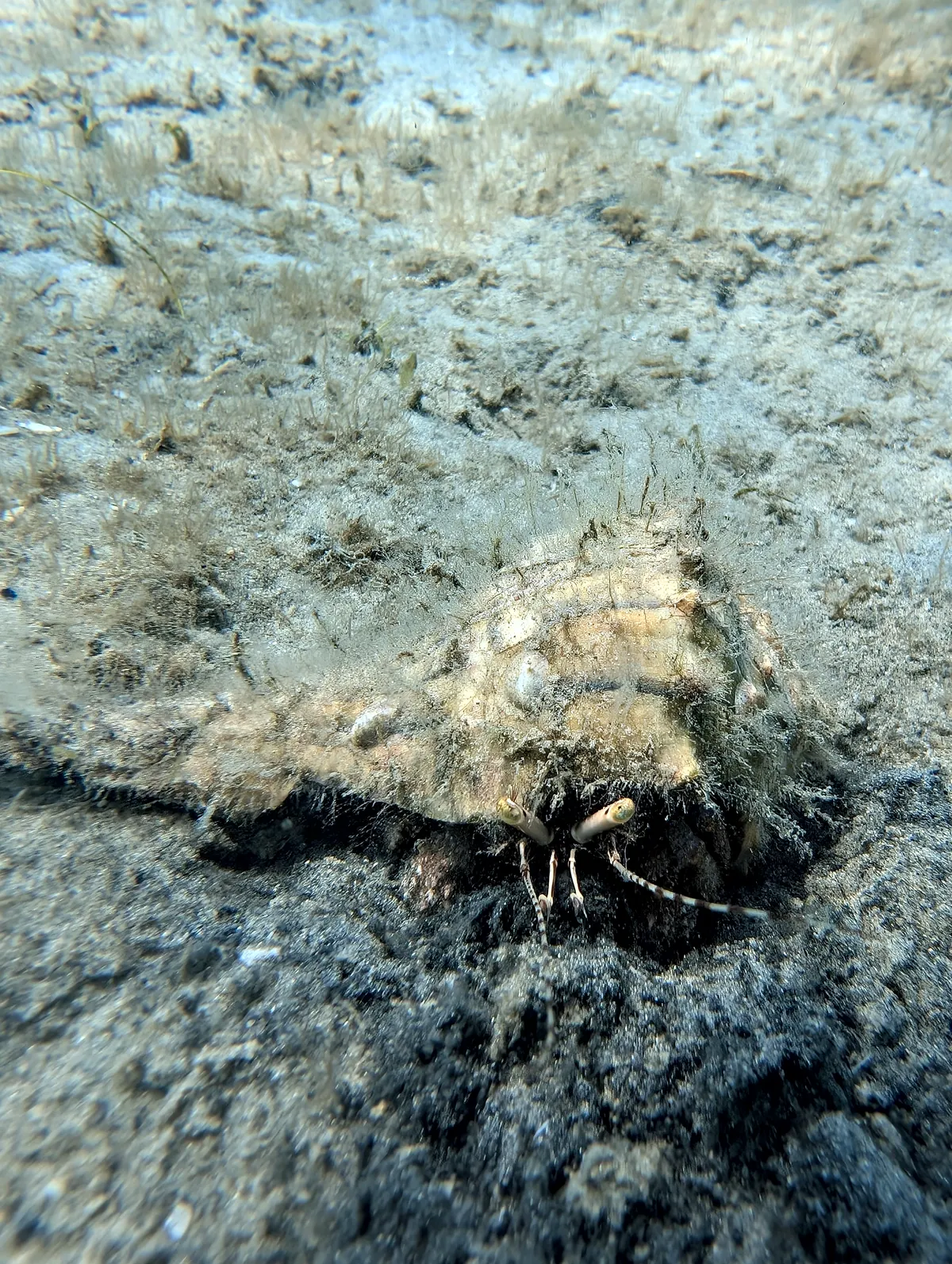 Giant Hermit Crab