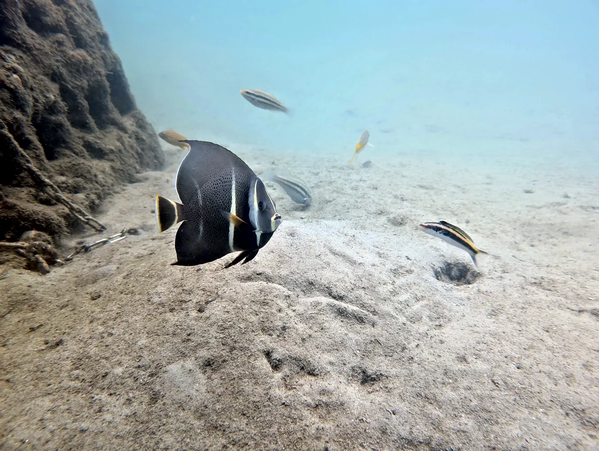 Gray Angelfish
