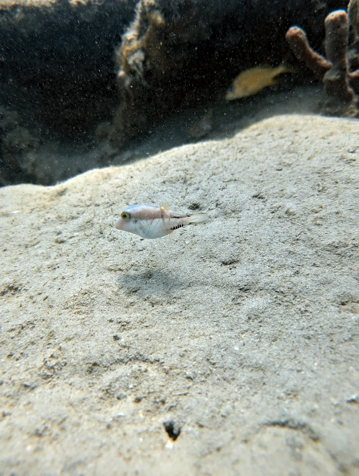 Sharpnose Puffer