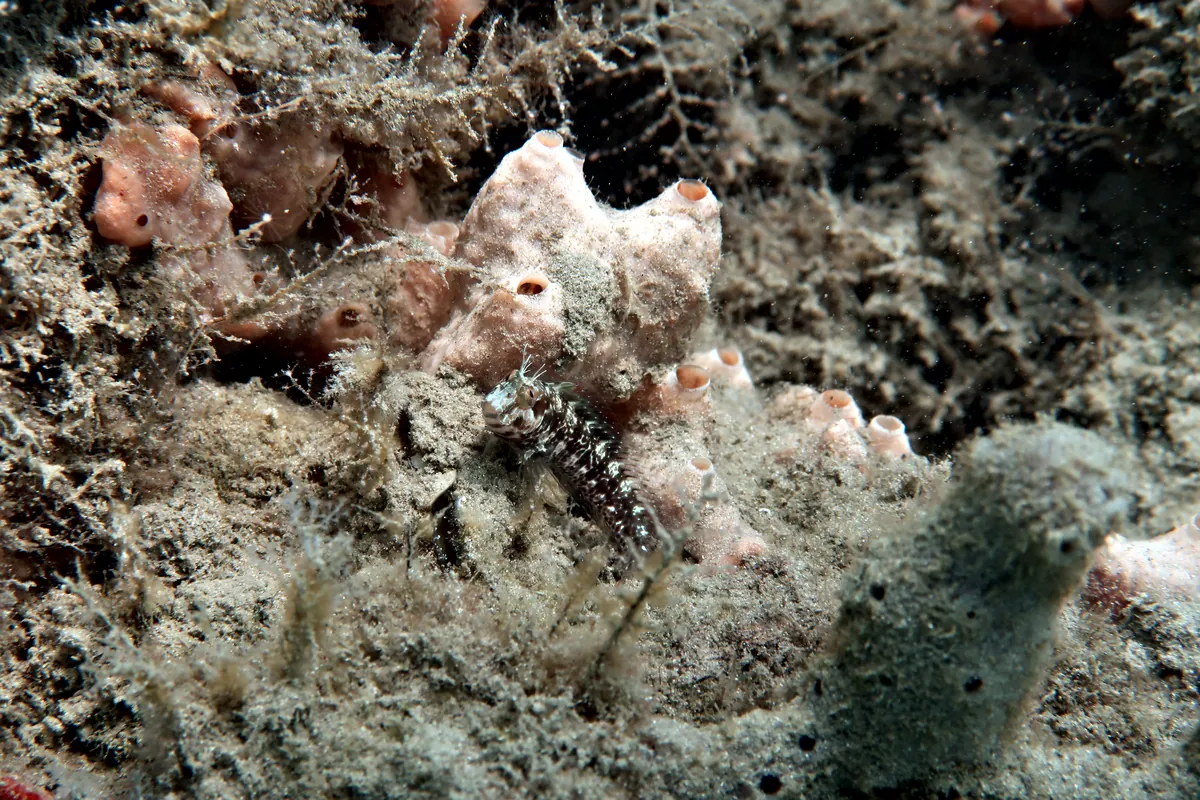 Seaweed Blenny