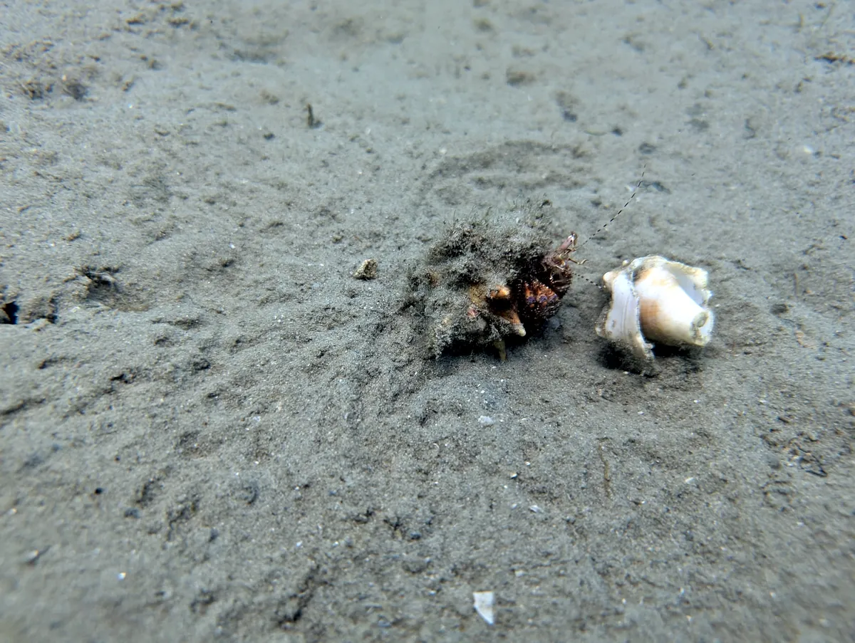Giant Hermit Crab