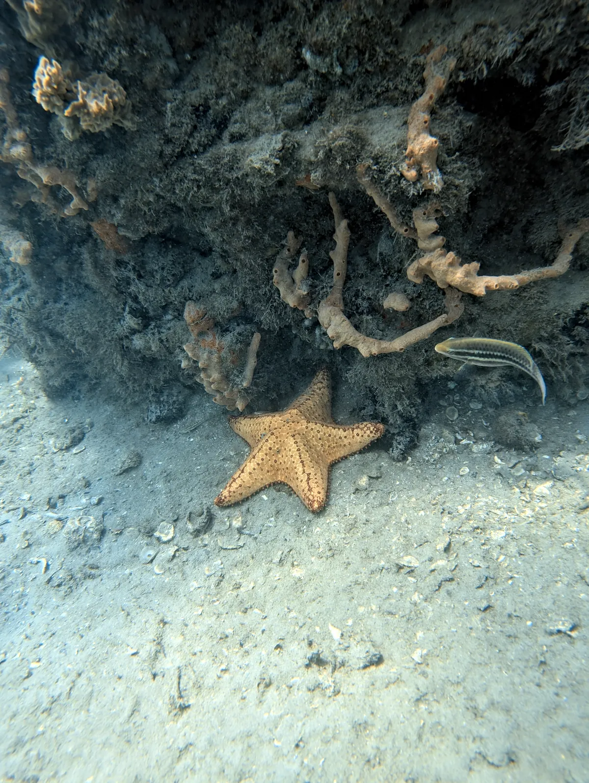 Cushion Sea Star