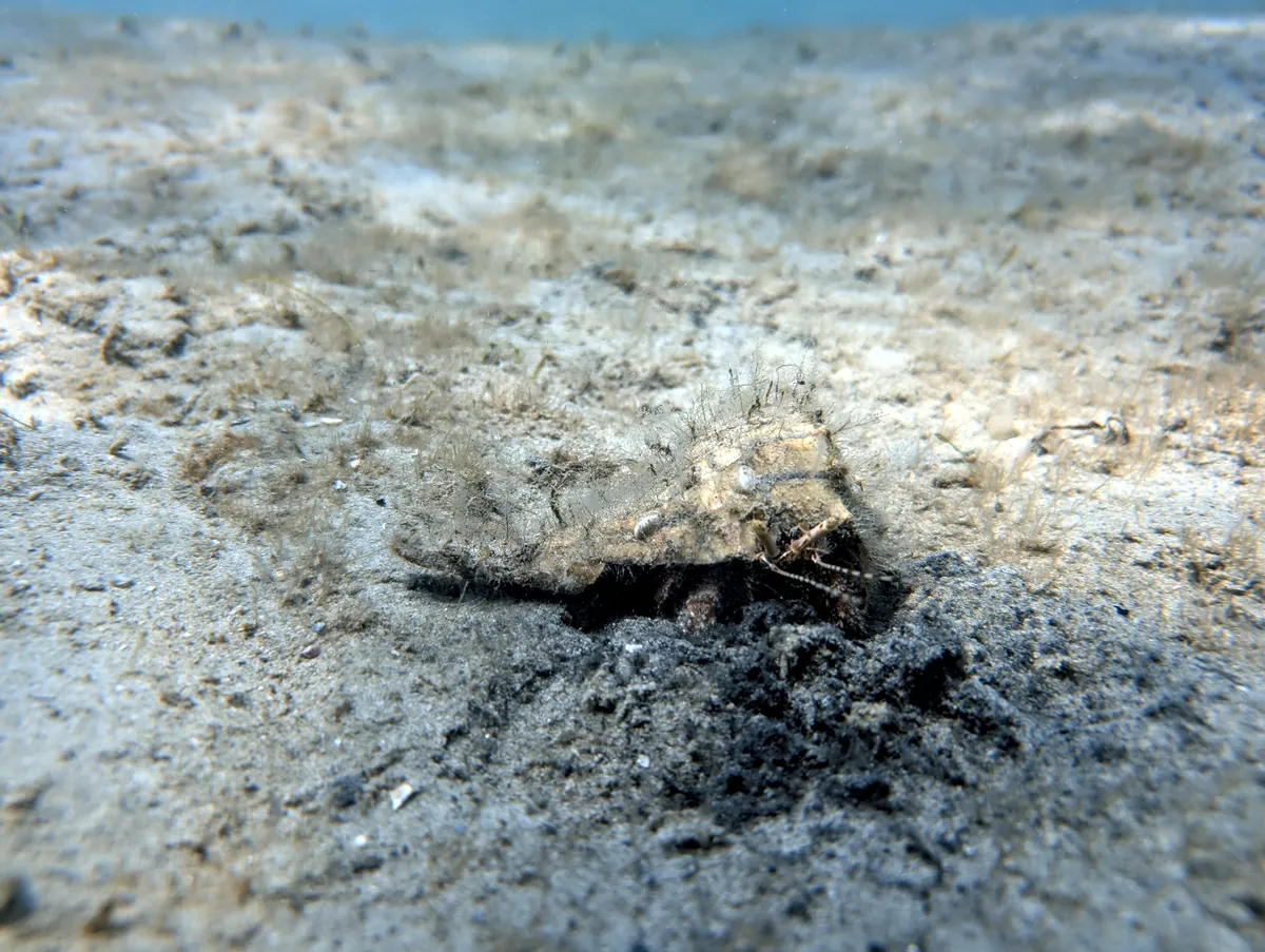 Giant Hermit Crab