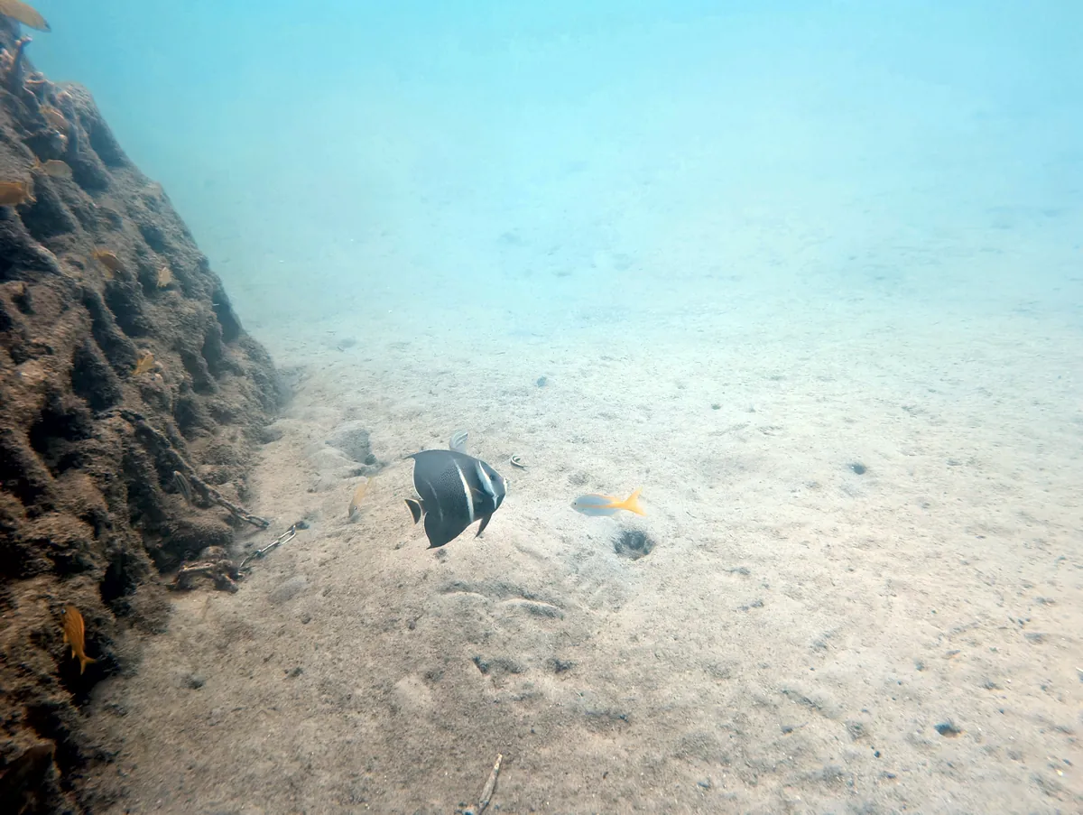 Gray Angelfish