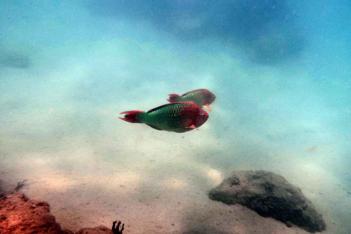 Rainbow Parrotfish