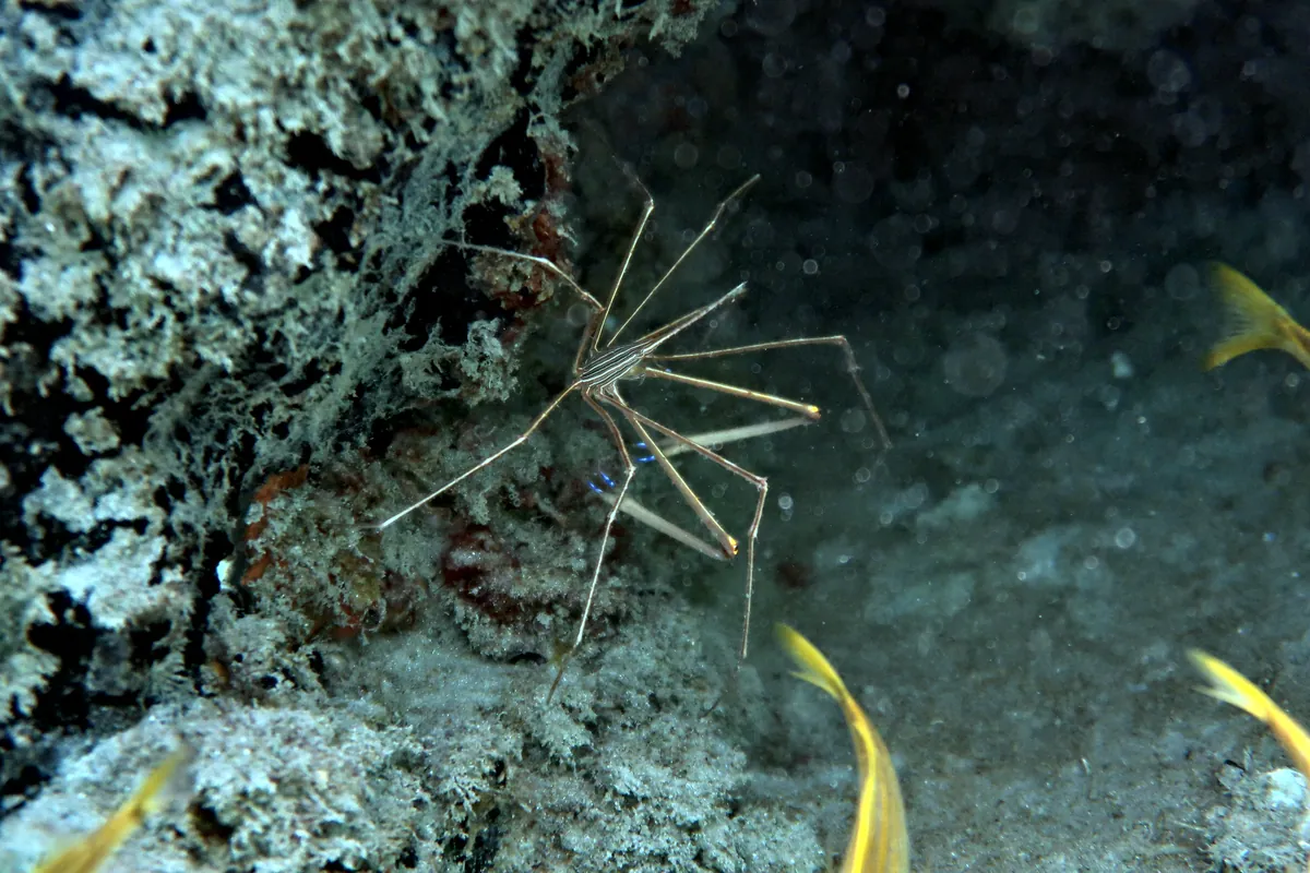 Yellowline Arrow Crab