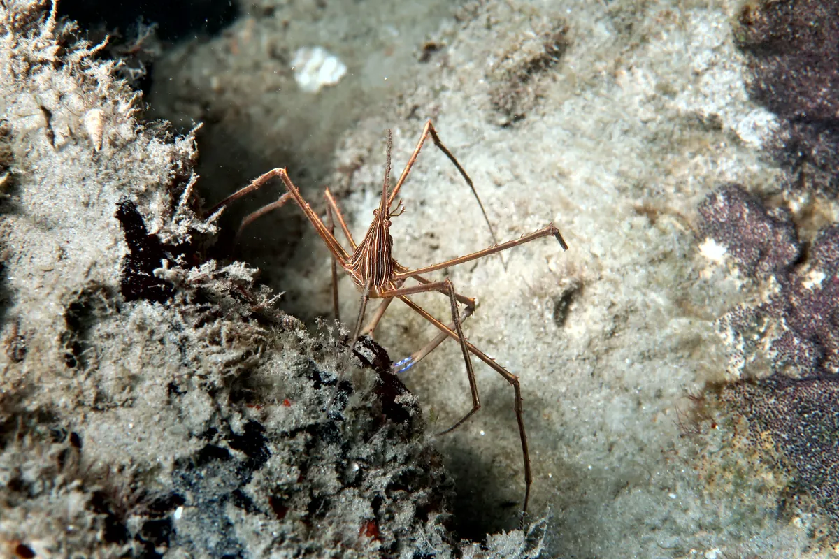 Yellowline Arrow Crab