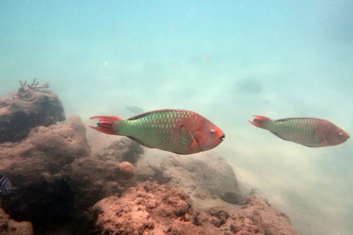 Rainbow Parrotfish