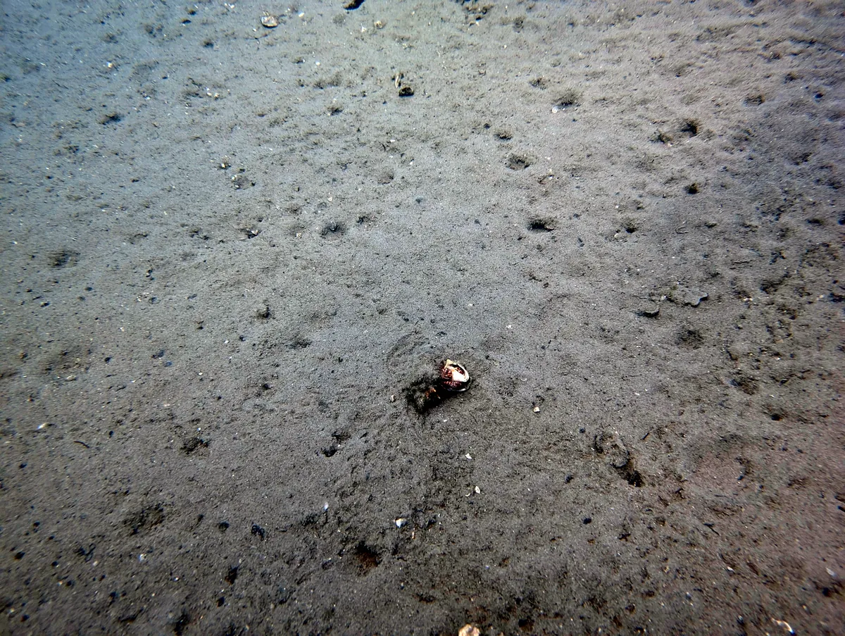Giant Hermit Crab