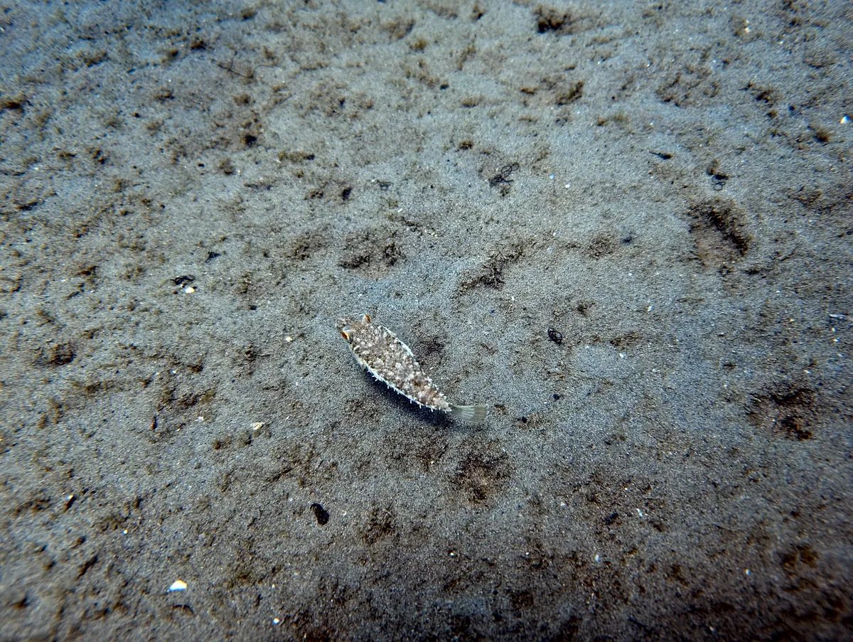 Bandtail Puffer