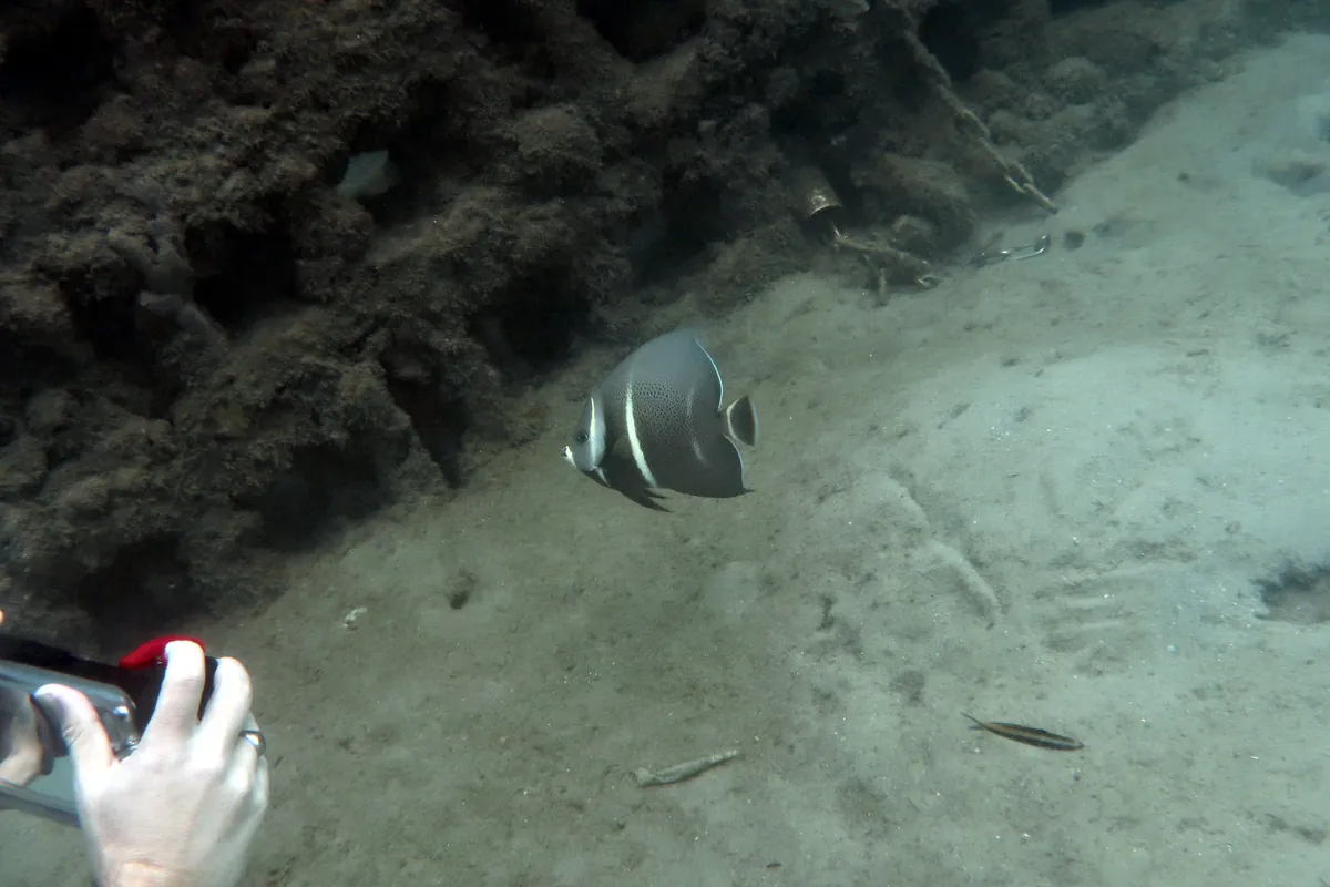 Gray Angelfish