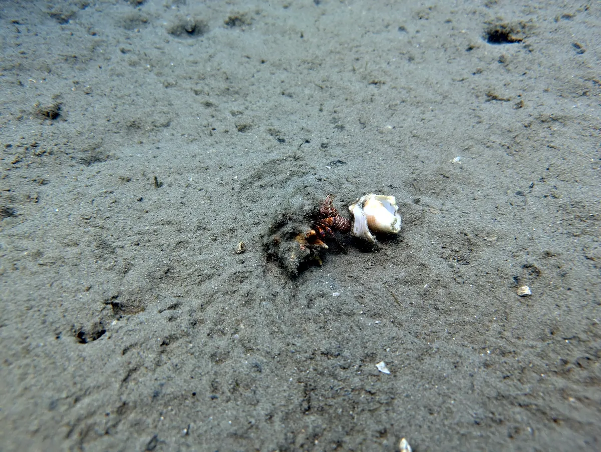 Giant Hermit Crab