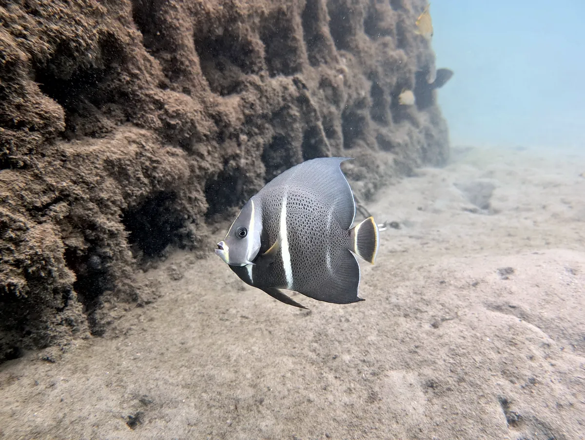 Gray Angelfish