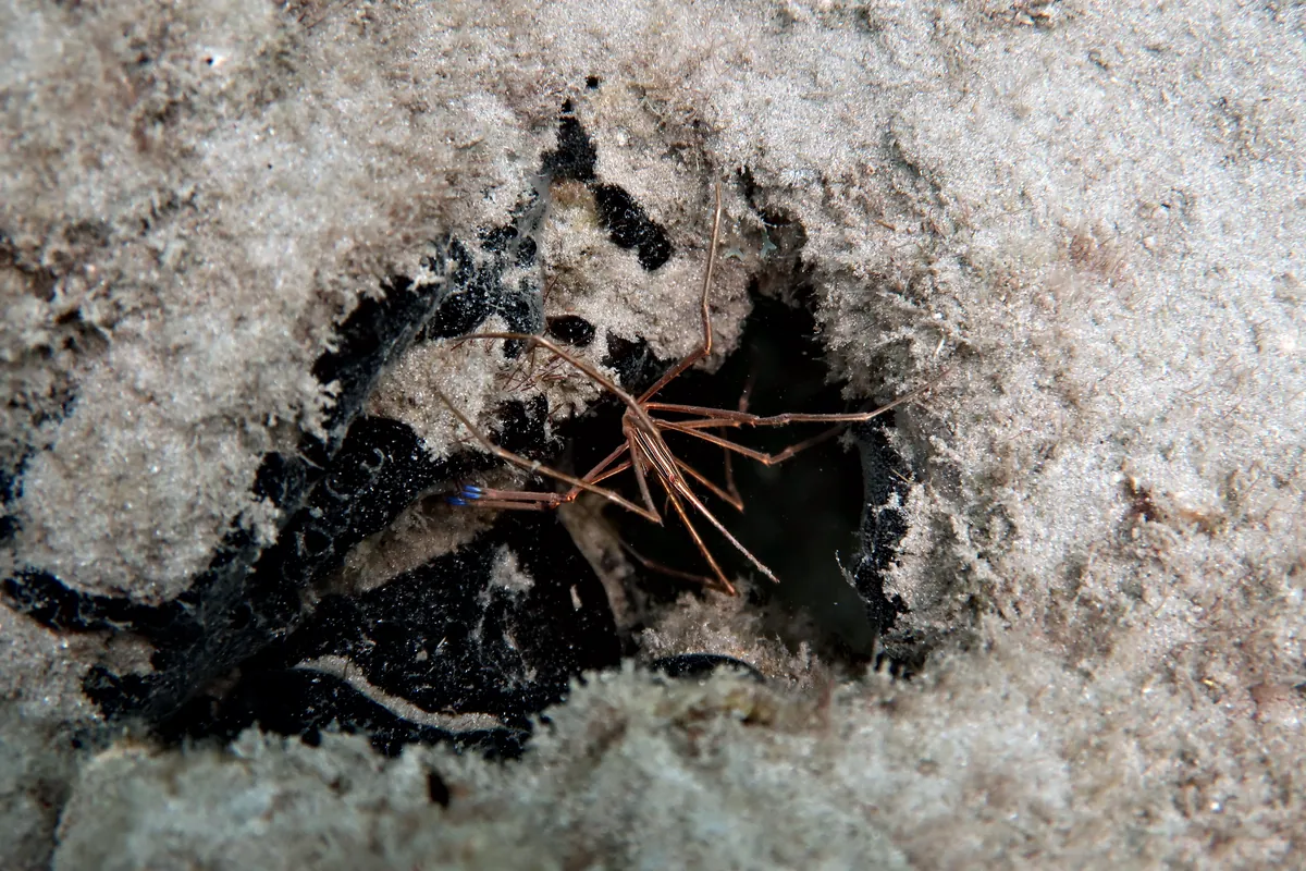 Yellowline Arrow Crab