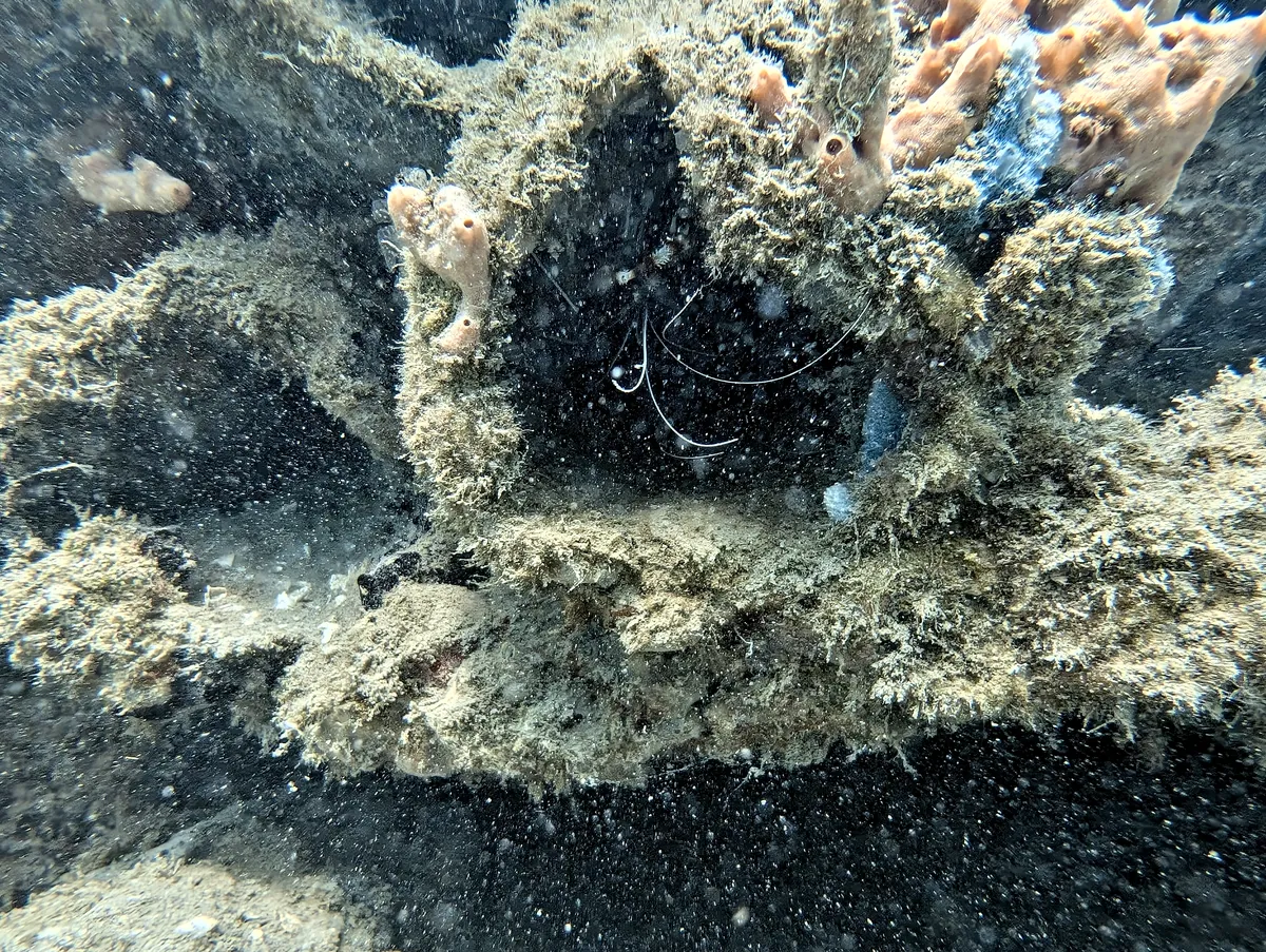 Banded Coral Shrimp