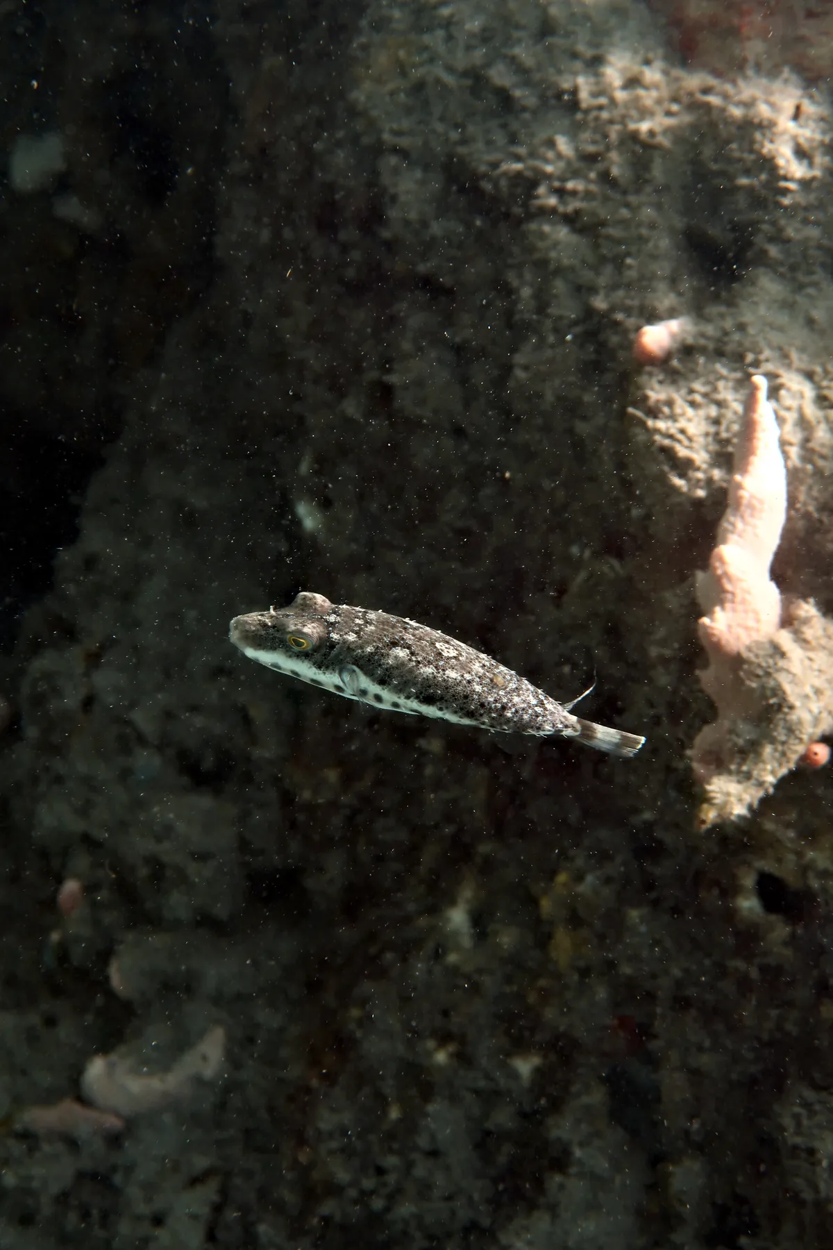 Bandtail Puffer