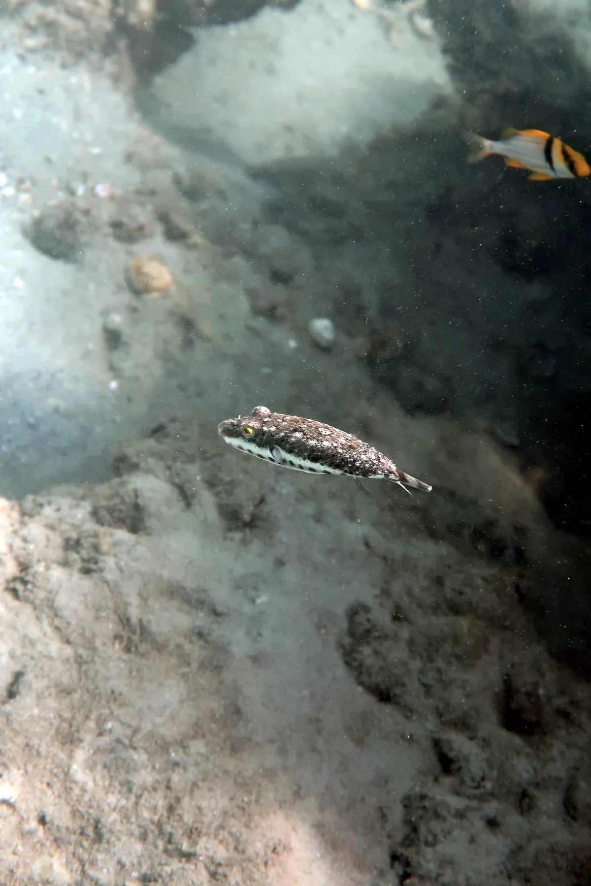 Bandtail Puffer