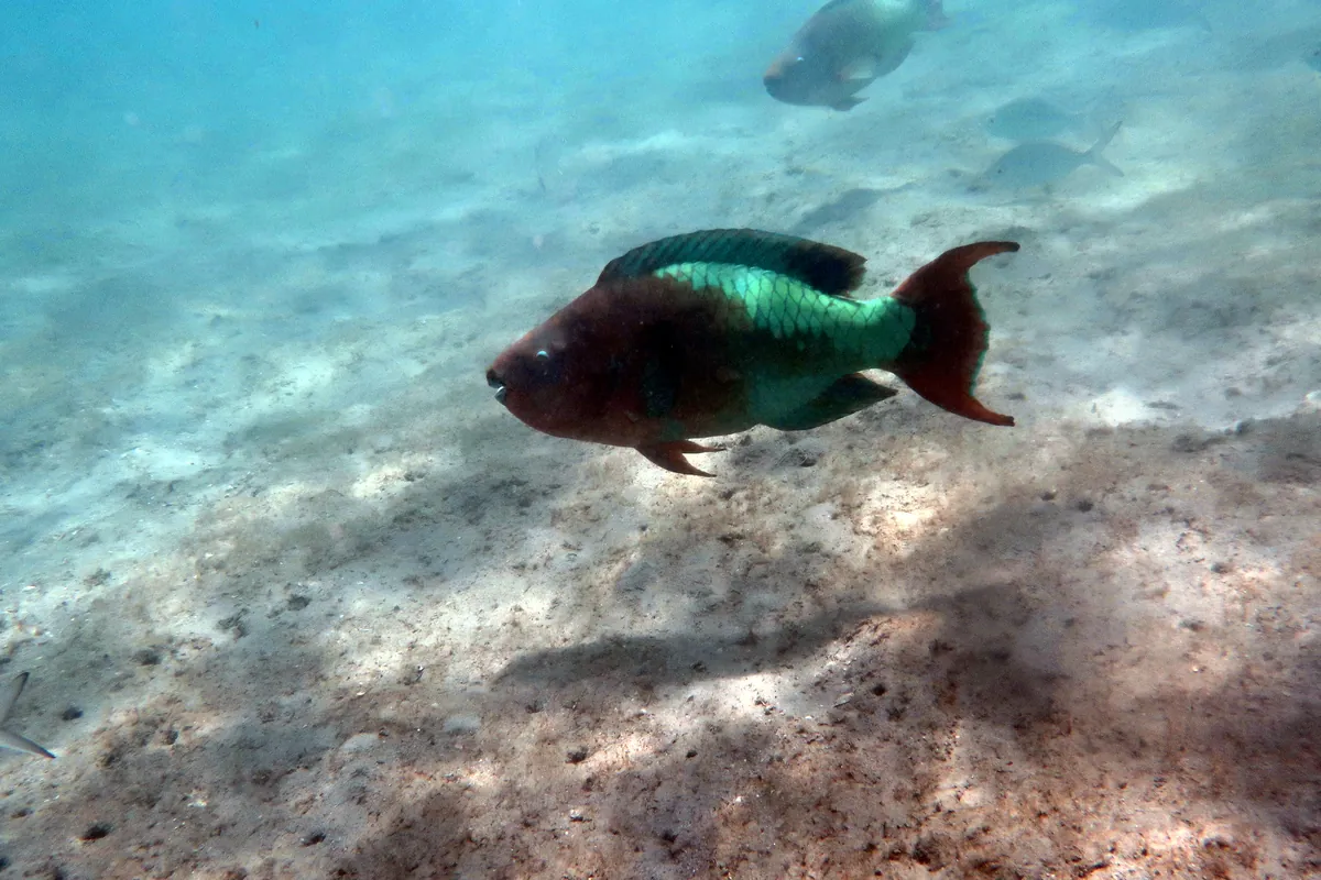 Rainbow Parrotfish
