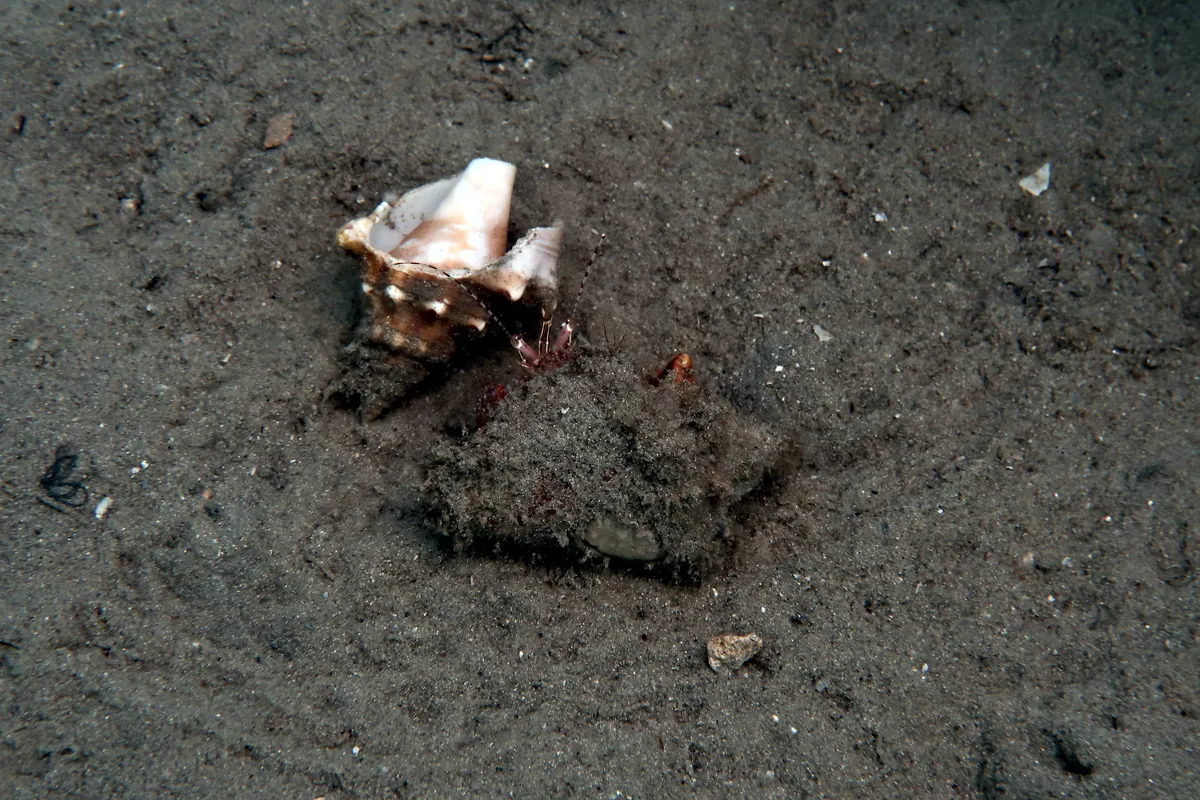 Giant Hermit Crab