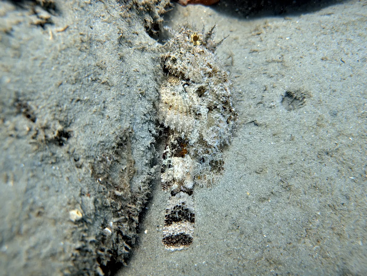 Spotted Scorpionfish