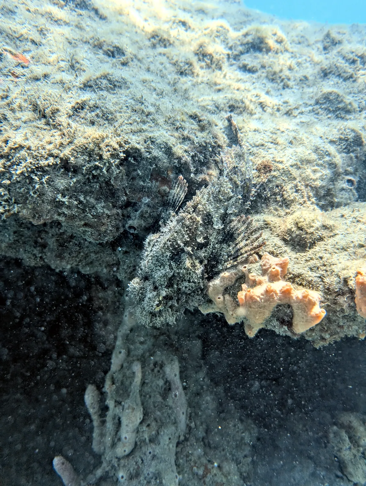 Spotted Scorpionfish