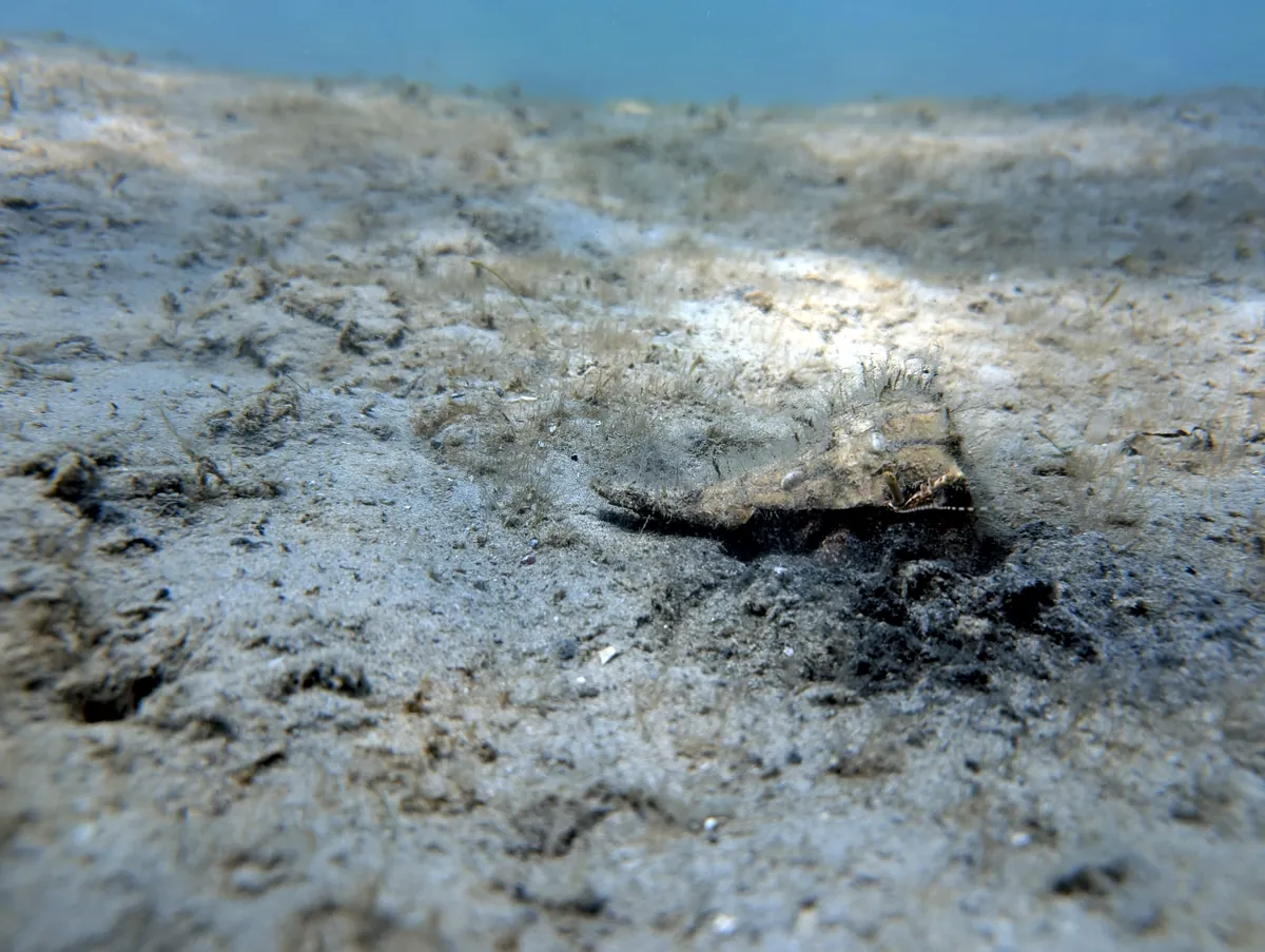 Giant Hermit Crab