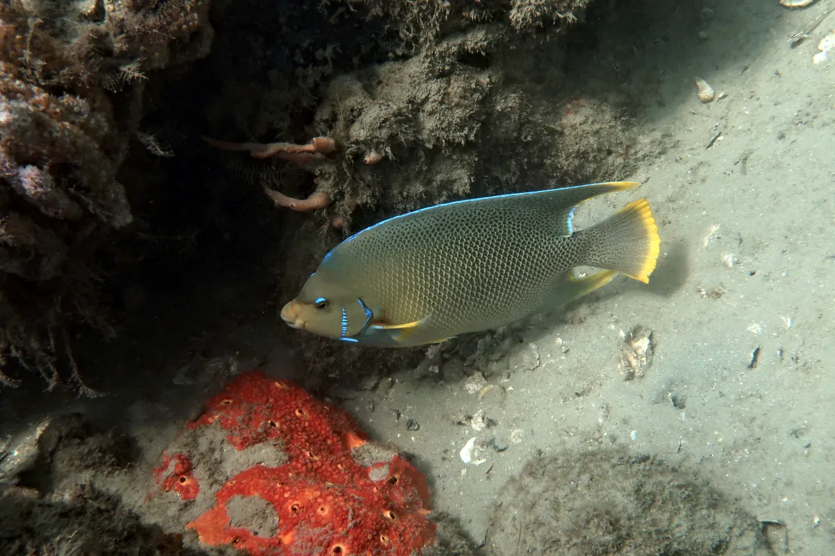Queen Angelfish