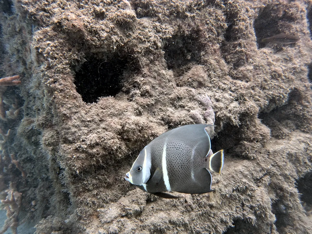 Gray Angelfish
