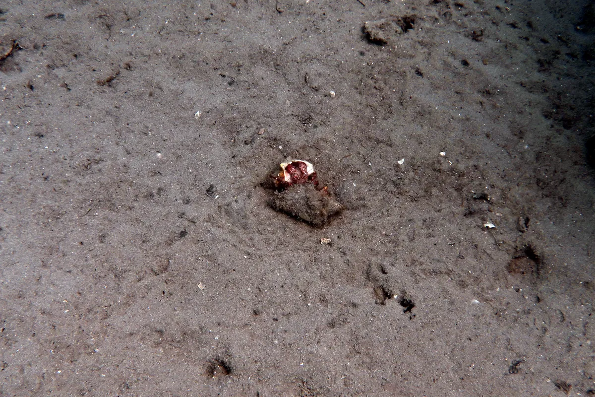 Giant Hermit Crab