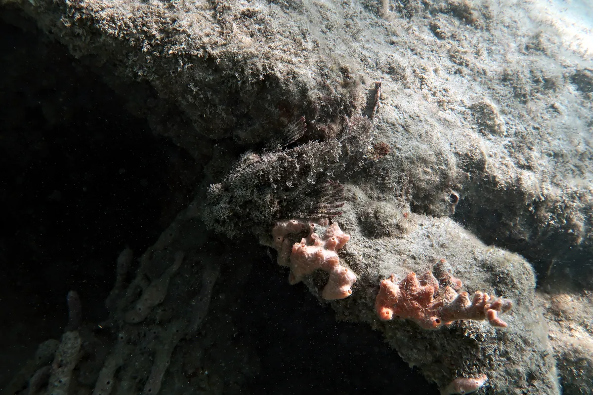 Spotted Scorpionfish