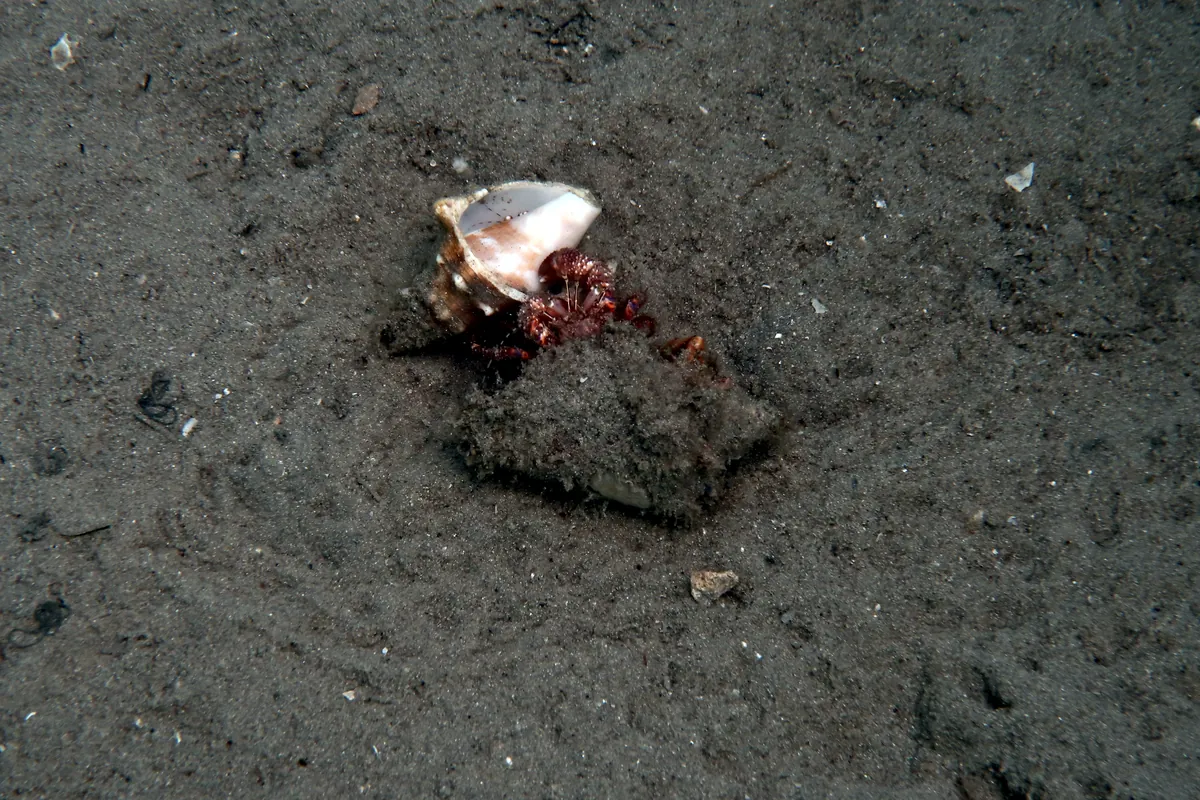 Giant Hermit Crab