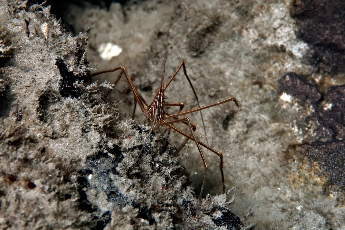 Yellowline Arrow Crab